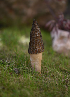 Morchella elata - Kegelmorielje