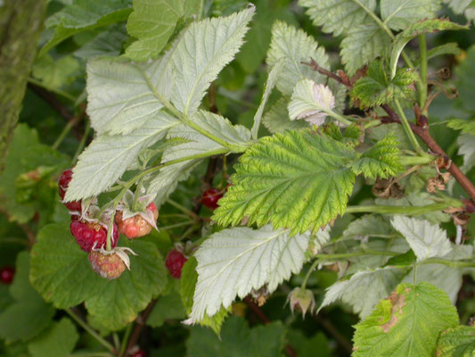 Rubus idaeus - Framboos