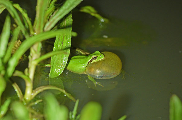 Streeploze boomkikker