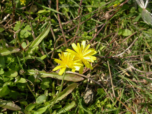 Leontodon autumnalis - Vertakte leeuwetand