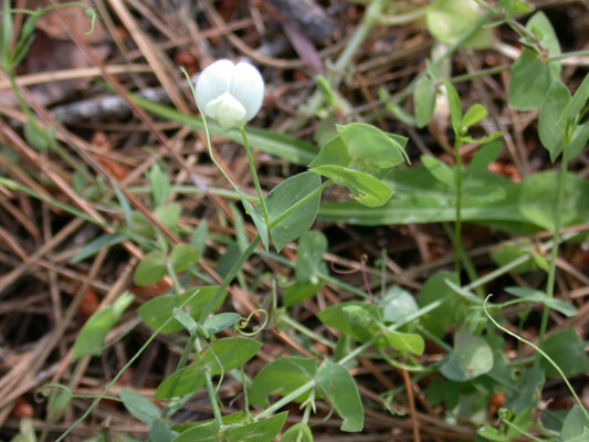 Lathyrus aphaca - Naakte lathyrus