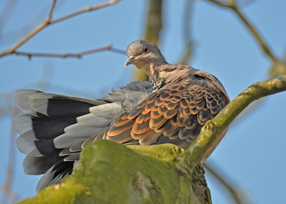 Oosterse tortel subspecies meena