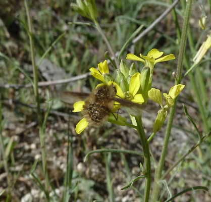 Bombylius species