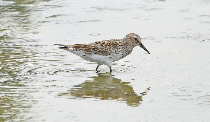Bonapartes Strandloper