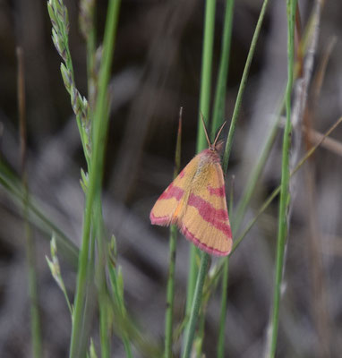 Lythria cruentaria - Zuringspanner