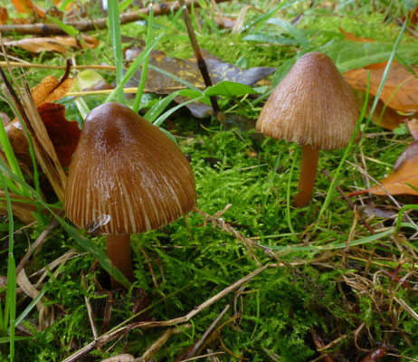 Inocybe asterospora - Sterspoorvezelkop