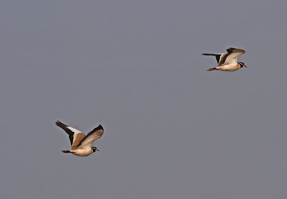 Vanellus tectus - Black-headed Plover (B-headed Lapwing)