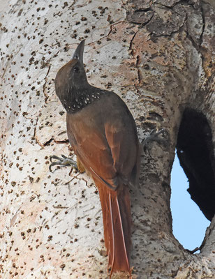 Cinnamon-throated Woodcreeper