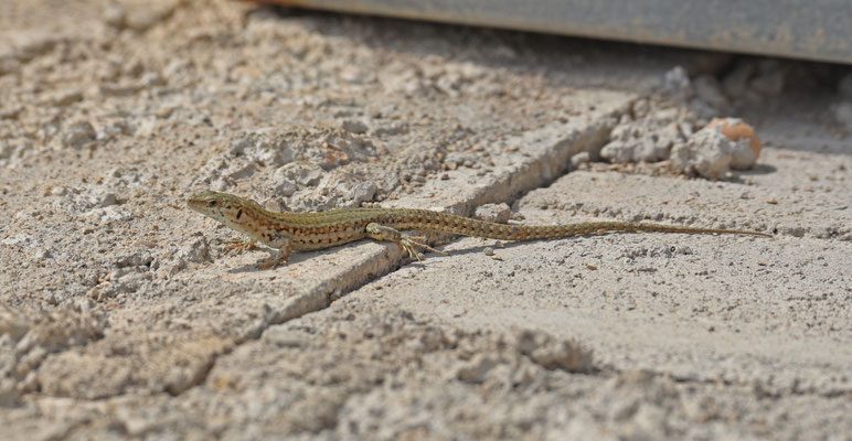 Catalaanse muurhagedis