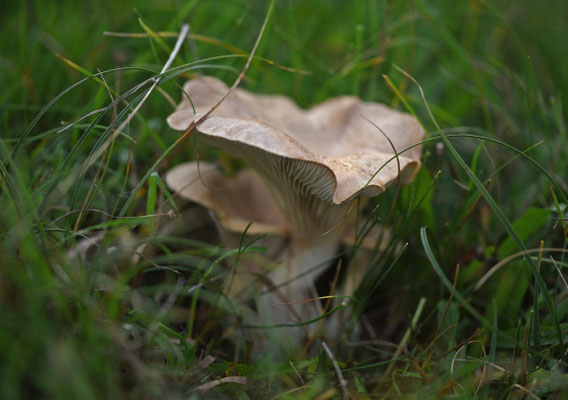 Kruisdisteloesterzwam