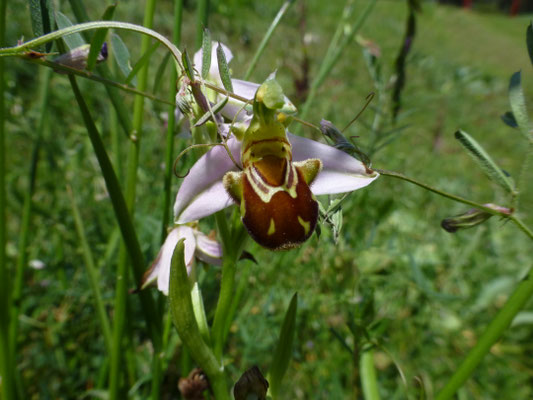 Ophrys apifera - Bijenophrys