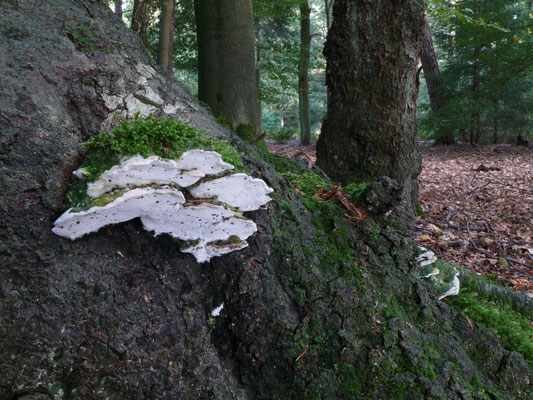 Oxyporus populinus - Witte populierenzwam