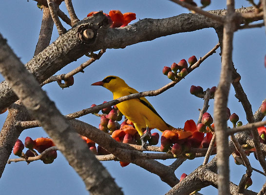 Oriolus auratus - African Golden-Oriole