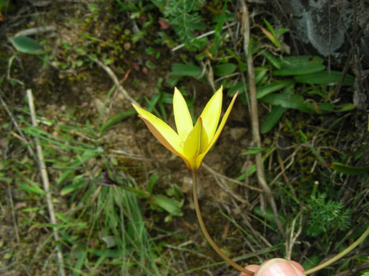 Tulipa australis -  Zuidelijke tulp