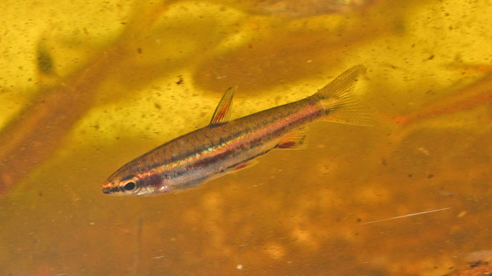 Nannostomus bifasciatus