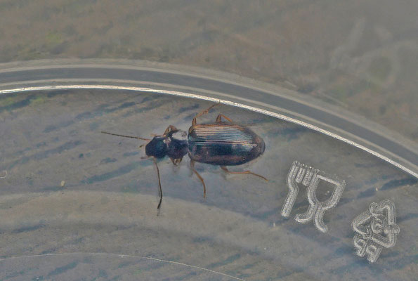 Tichocellus placidus - Moerashaaroogkever