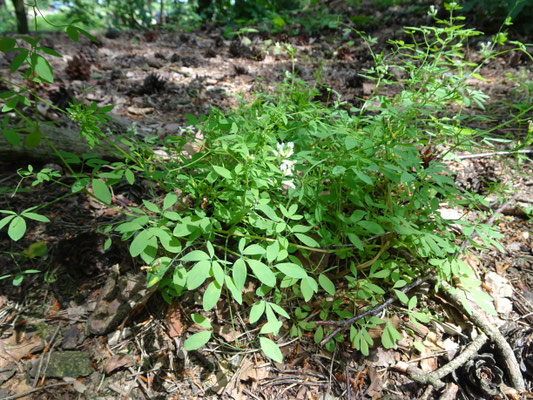 Ceratocapnos claviculata - Rankende helmbloem