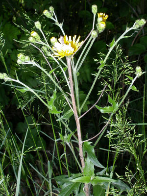 Hieracium laevigatum - Stijf havikskruid