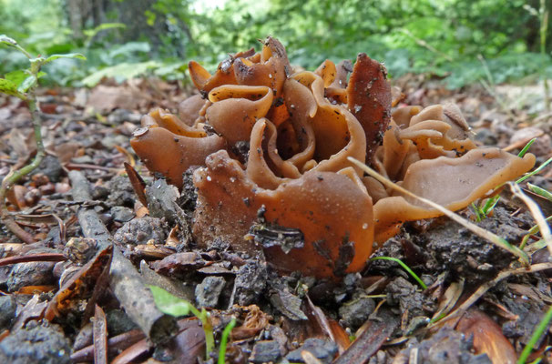 Otidea bufonia ss. lato - donkere hazenoren