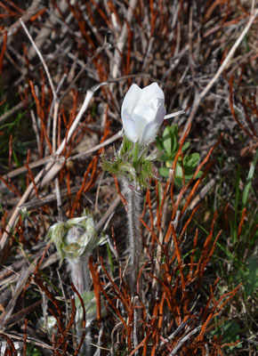 Pulsatilla alpina