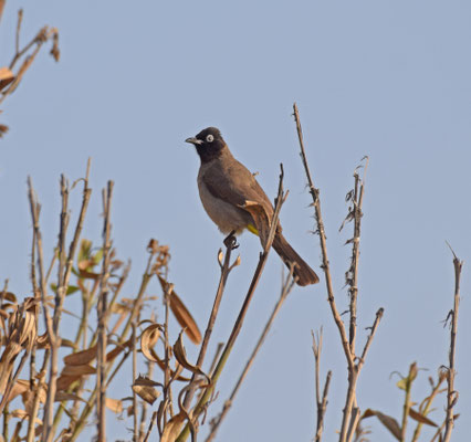Arabische buulbuul