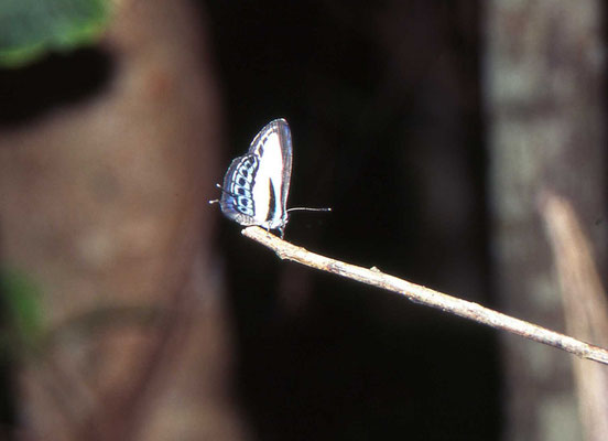 Small Green-banded Blue