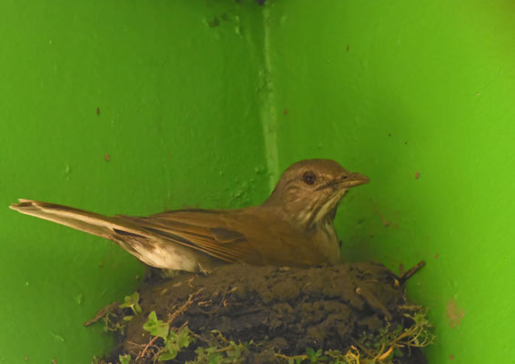Pale-breasted Thrush, broedend bij ons huisje