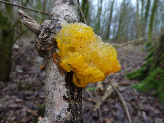 Tremella mesenterica - Gele trilzwam