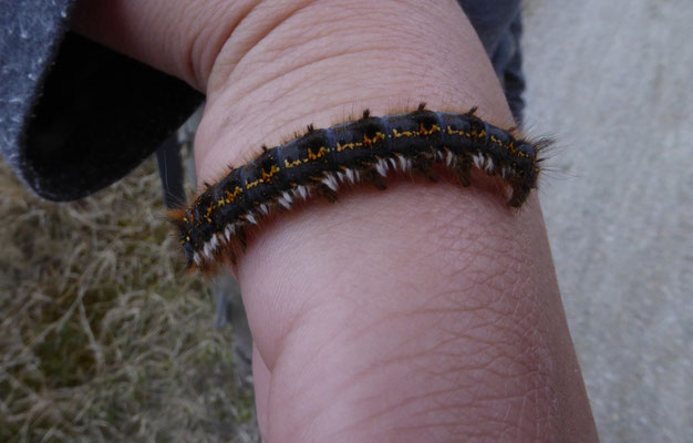 Rietvink  (Euthrix potatoria), rups