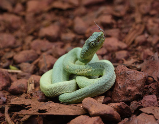 Bothriopsis bilineata bilineata - Groene Boomlanspuntslang (Papegaaislang)