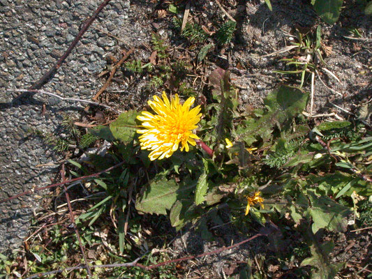 Taraxacum officinale - Paardenbloem