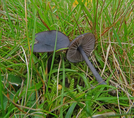 Entoloma serrulatum - Zwartsneesatijnzwam
