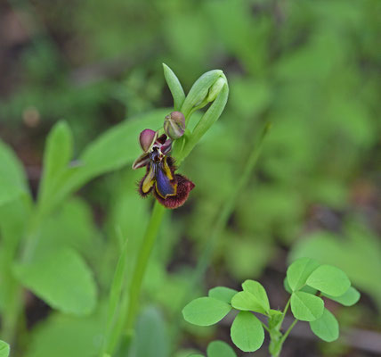Spiegelophrys
