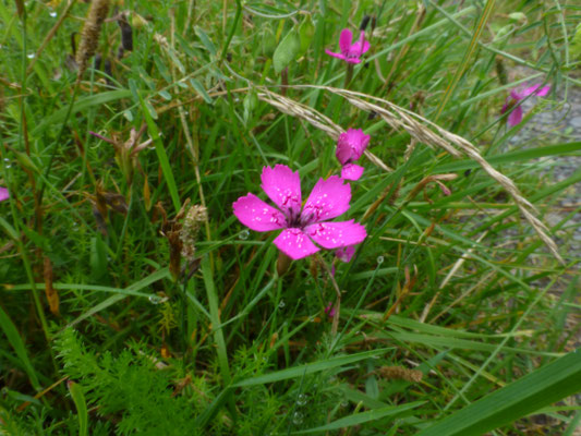 Dianthus deltoides - Steenanjer