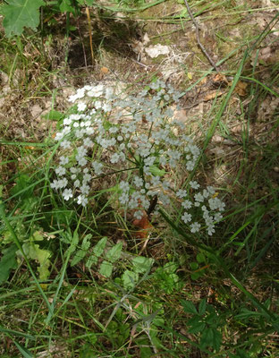 Pimpinella major - Grote bevernel