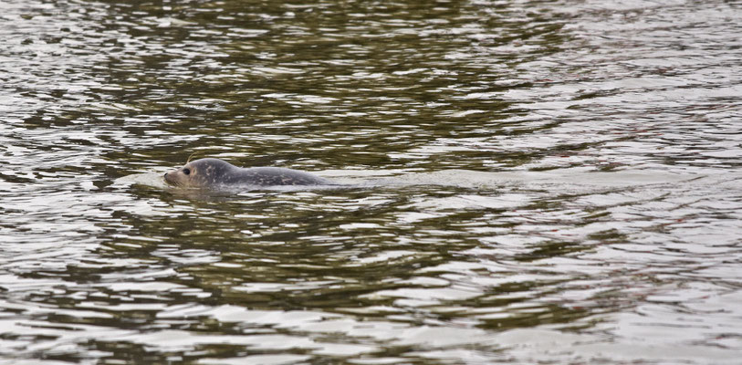 Gewone zeehond, Stellendam