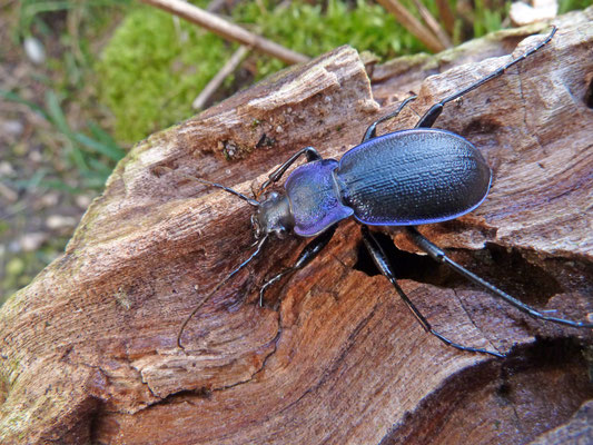 Carabus problematicus - Blauwzwarte schallebijter