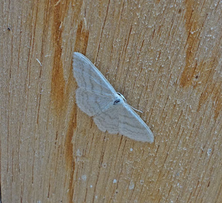 Idaea subsericeata - Satijnstipspanner