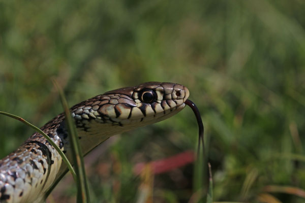 Balkantoornslang (Hierophis gemonensis)