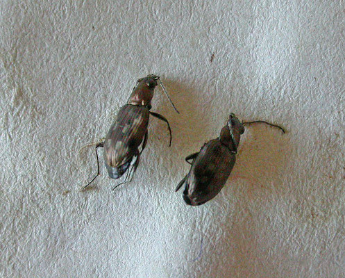 Bembidion litorale