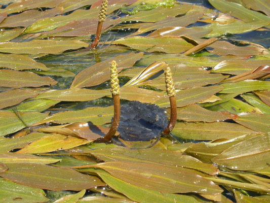 Potamogeton nodosus - Rivierfonteinkruid
