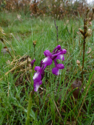 Anacamptis champagneuxii - Blesharlekijn