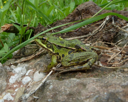 Pelophylax shqipericus