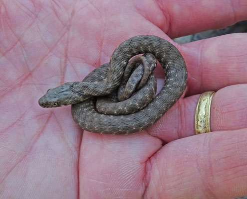 Dobbelsteenslang (Natrix tesselata)