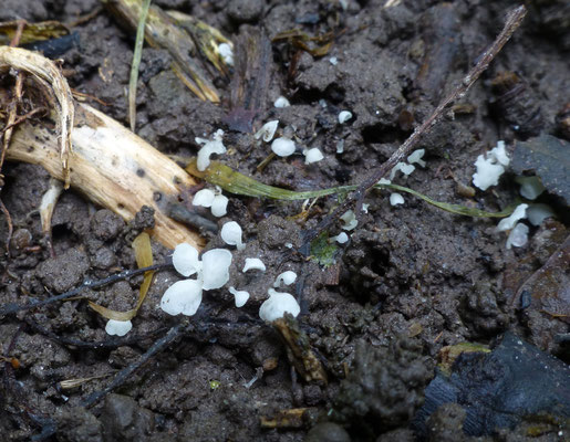 Calyptella capula - Brandnetelklokje