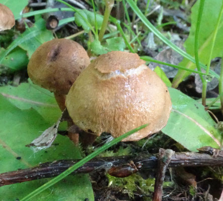 Inocybe dulcamara sl - Gewone viltkop sl