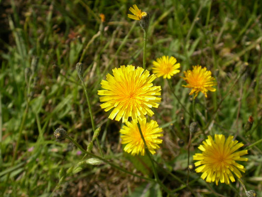 Crepis biennis - Groot streepzaad