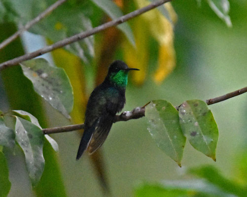 Fork-tailed Woodnymph