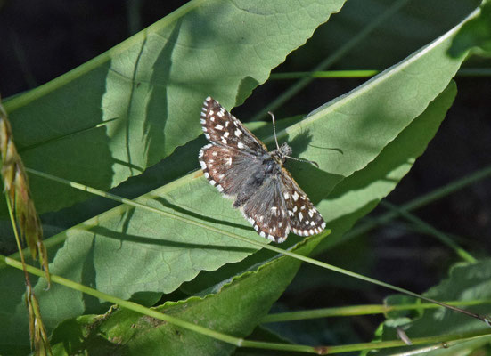 Aardbeivlinder (Pyrgus malvae)