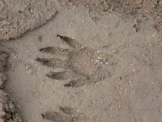 voetspoor capibara